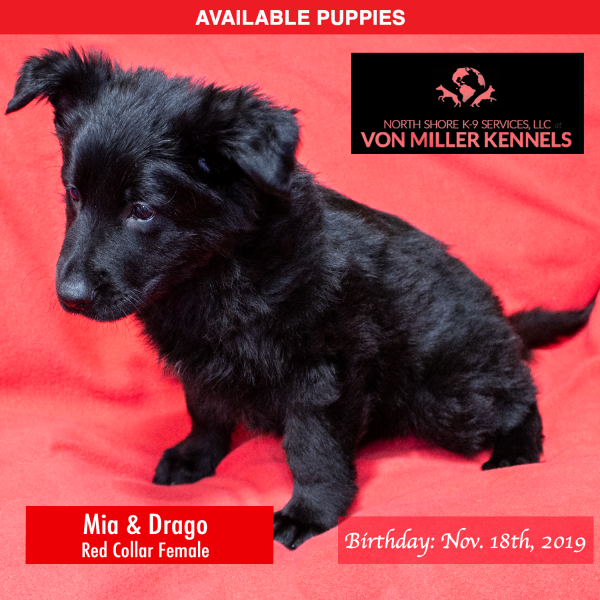 Von-Miller-Kennels_Puppies-German-Shepherds-11-18-2019-litter-Red-Female-2
